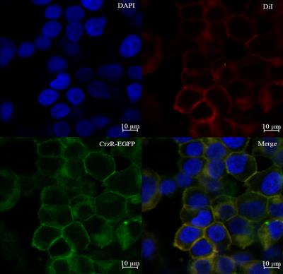 Putative role of corazonin in the ovarian development of the swimming crab Portunus trituberculatus